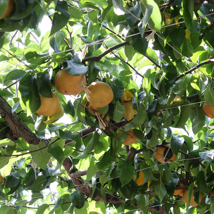 Pyrus pyrifolia ~ Asian Pear