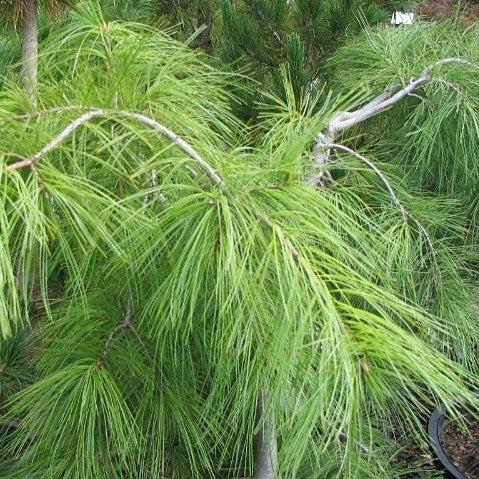 Pinus strobus 'Pendula' ~ Weeping White Pine