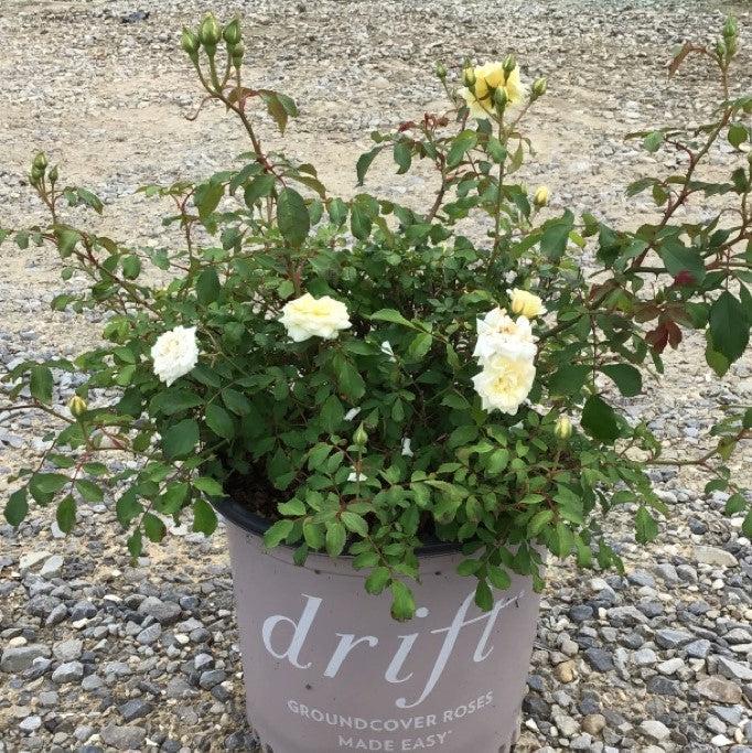 Rosa 'Meizorland’ PP#28,054 ~ White Drift® Rose