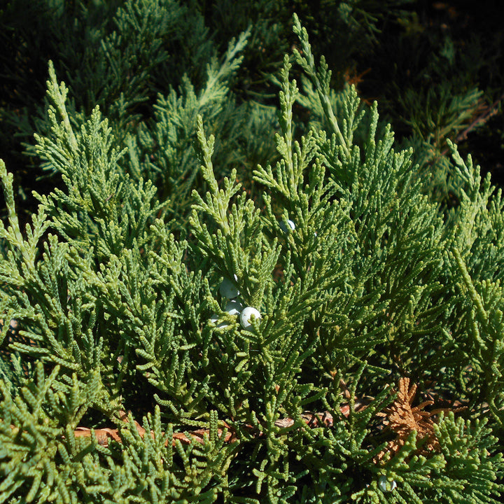 Juniperus squamata expansa 'Parsonii' ~ Parson's Juniper