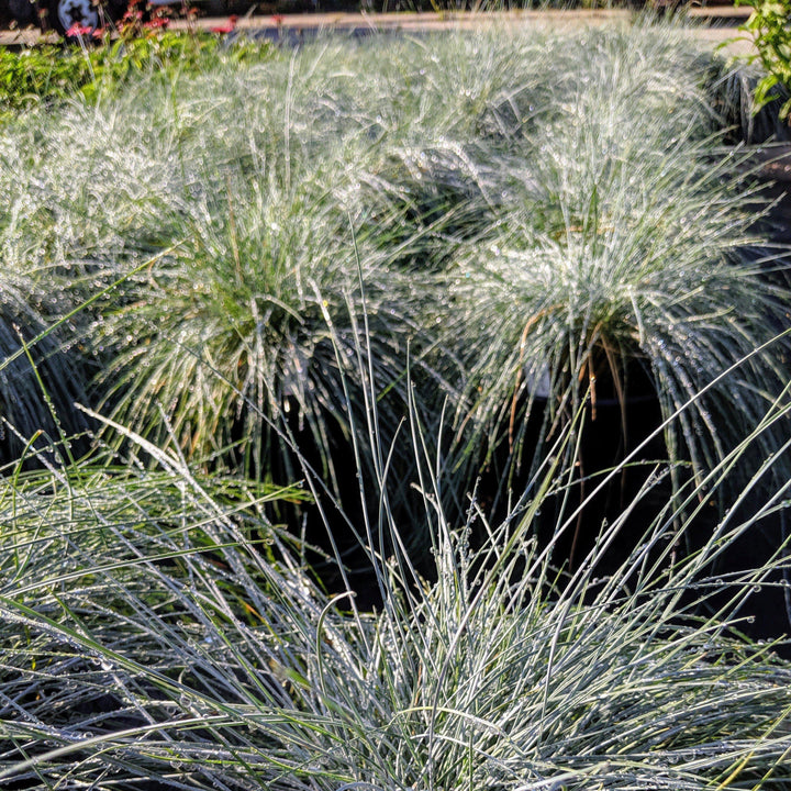 Festuca glauca 'Elijah Blue' ~ Blue Fescue