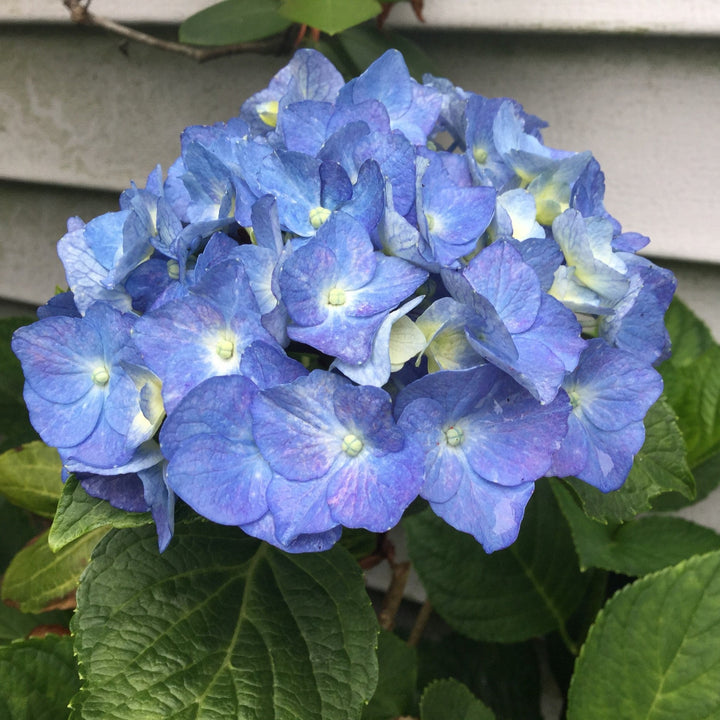 Hydrangea 'Seaside Serenade Cape Cod'