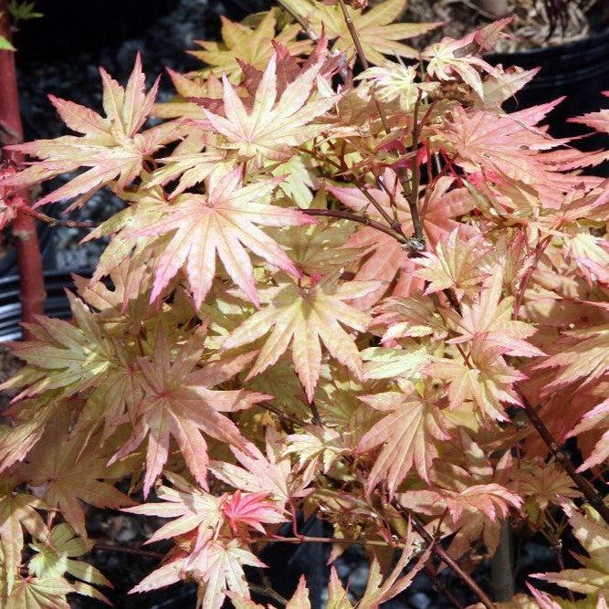 Acer shirasawanum 'Autumn Moon' ~ Autumn Moon Japanese Maple