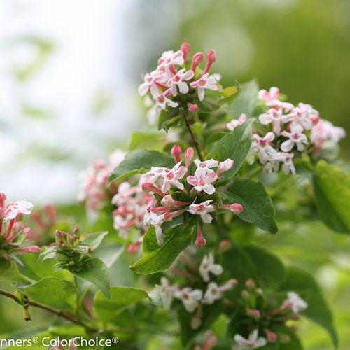 Abelia mosanensis 'SMNAMDS' ~ Sweet Emotion® Abelia