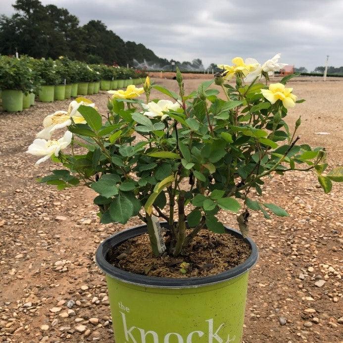 Rosa ‘Radsunny’ PP 18,562 ~ Sunny Knock Out® Rose