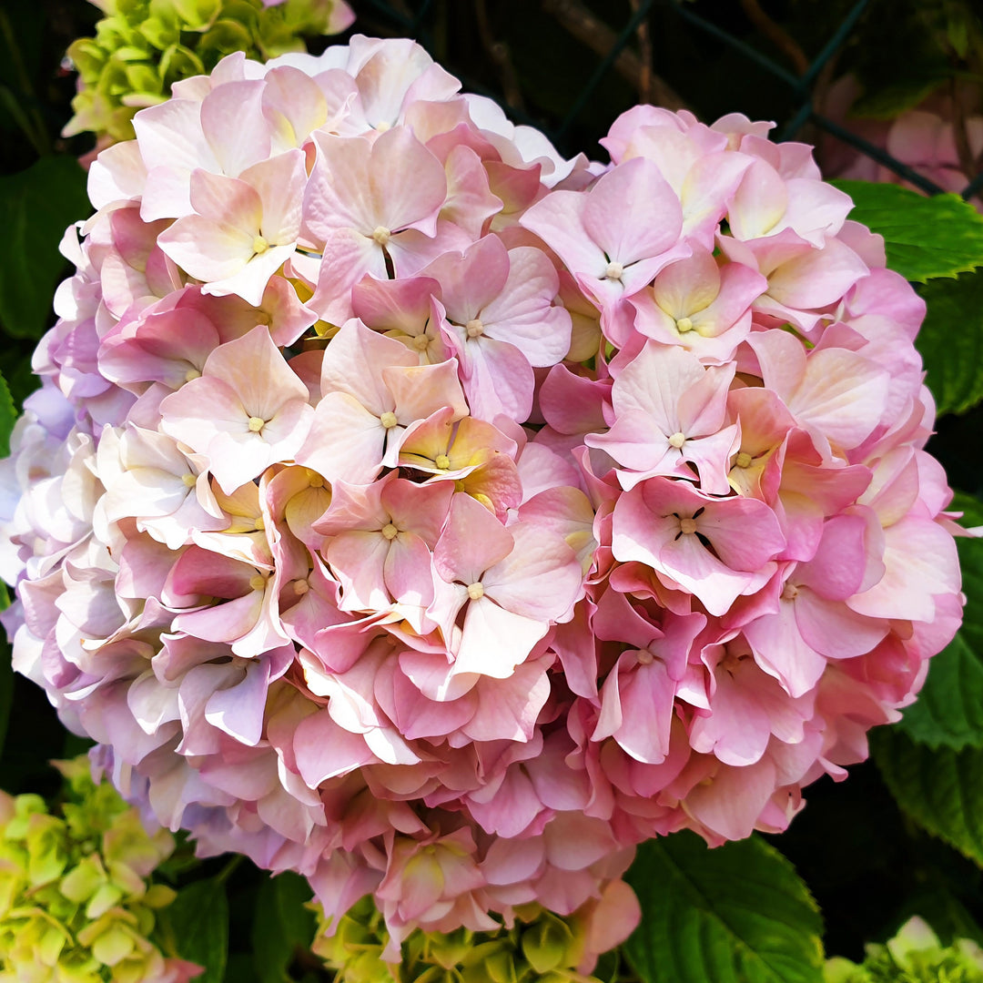 Hydrangea macrophylla 'Hortmoc' ~ Everlasting® Ocean Hydrangea