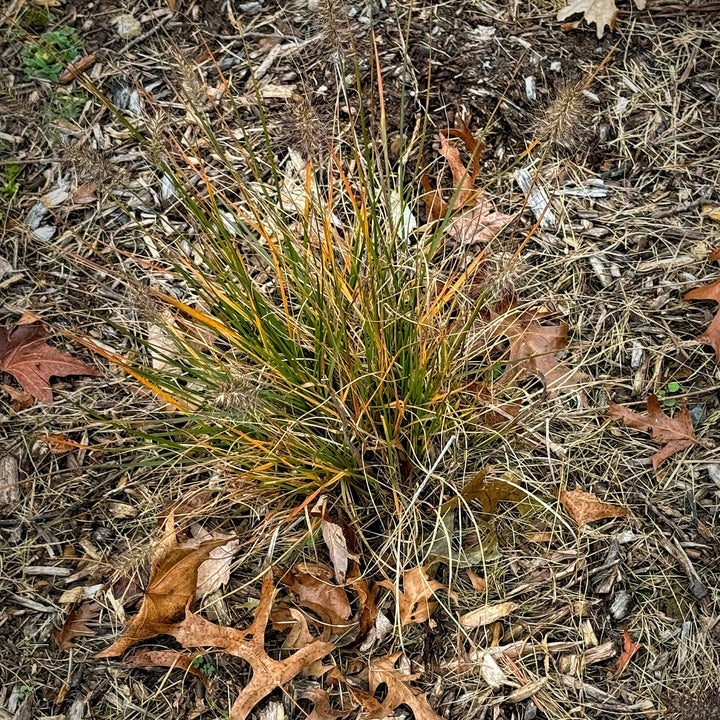 Pennisetum alopecuroides 'Piglet' ~ Piglet Fountain Grass