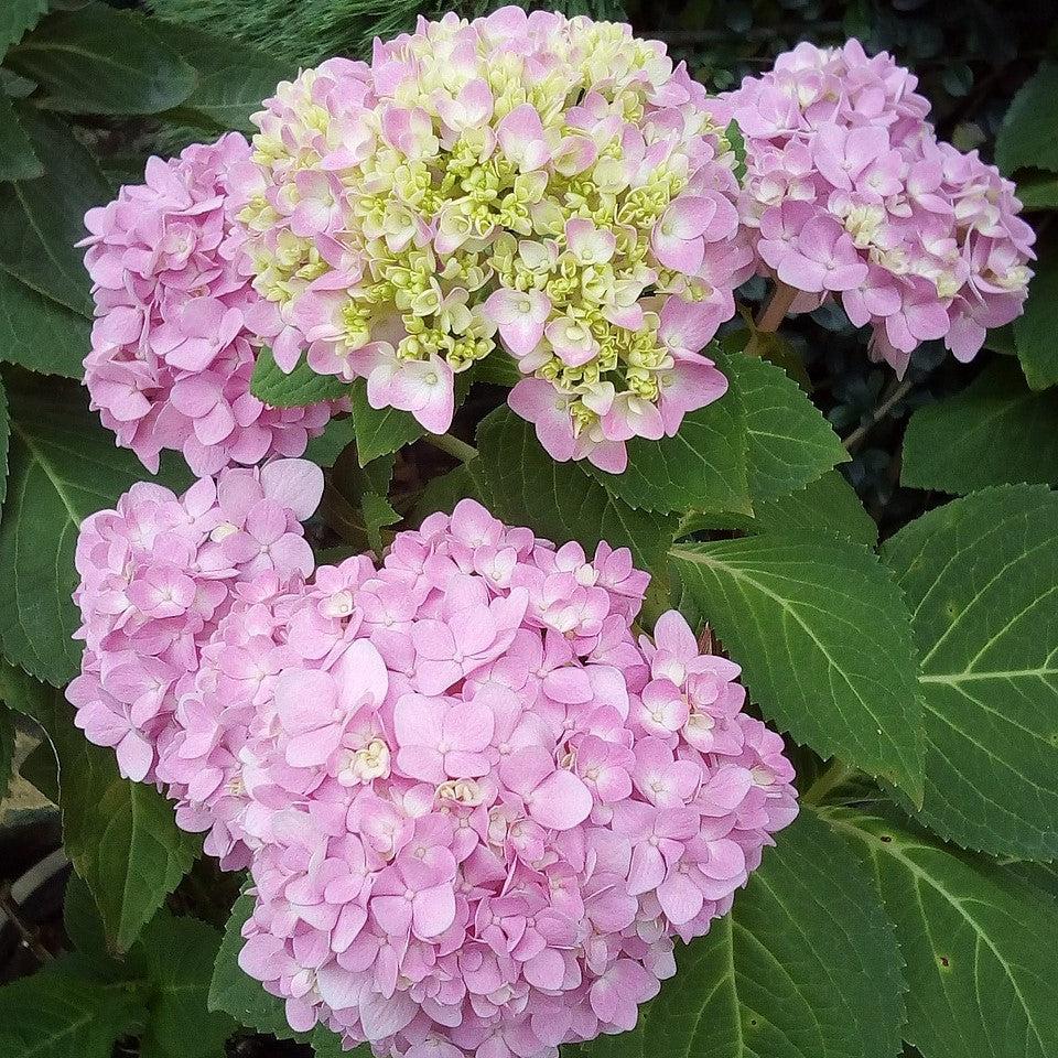 Hydrangea 'Rock-n-Roll'