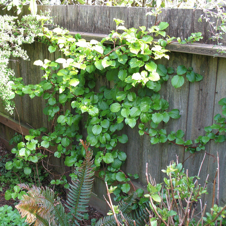 Climbing Hydrangea