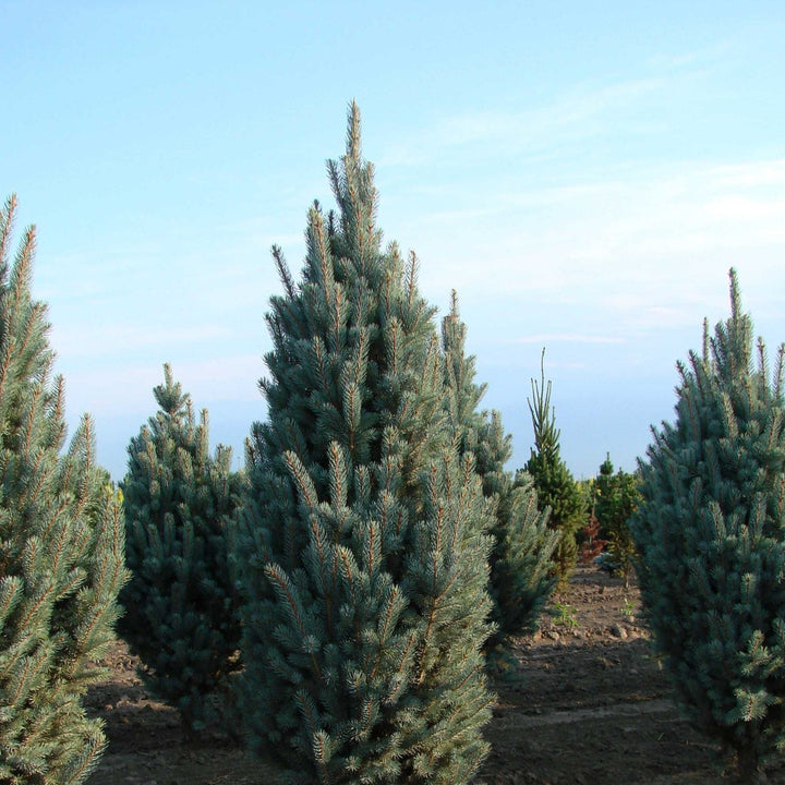 Picea pungens 'Fastigiata' ~ Columnar Colorado Blue Spruce