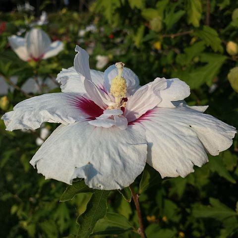 Hibiscus syriacus 'Minspot' ~ Fiji™ Hibiscus