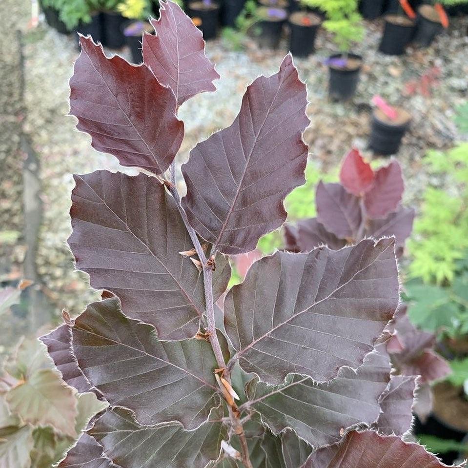 Fagus sylvatica 'Red Obelisk' ~ Red Obelisk Beech