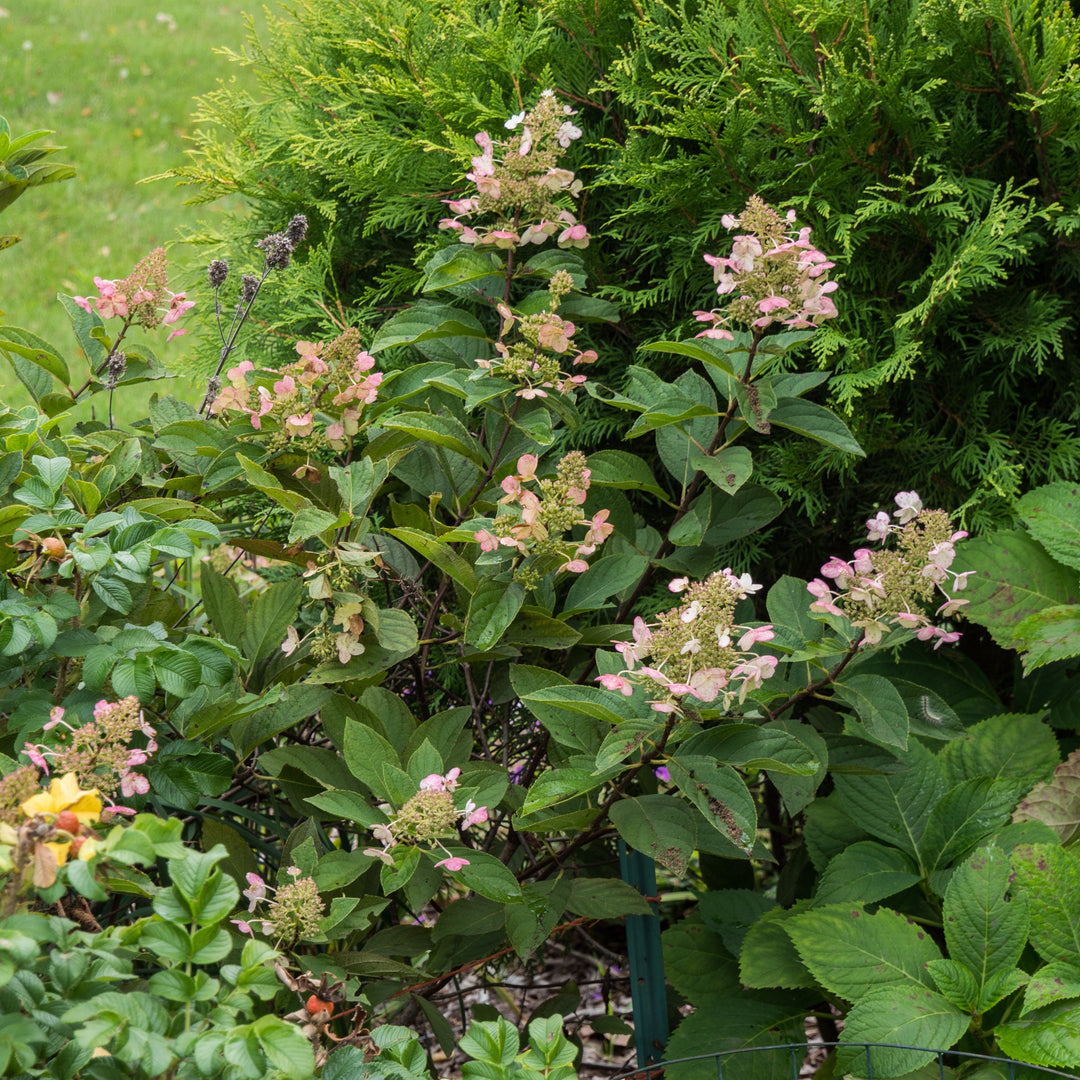 Hydrangea paniculata 'Tardiva' ~ Tardiva Hydrangea