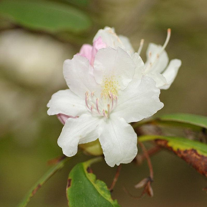 Rhododendron 'Boule de Neige' ~ Boule de Neige Rhododendron