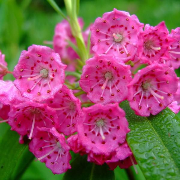 Kalmia angustifolia 'Hammonasset' ~ Hammonasset Sheep Laurel