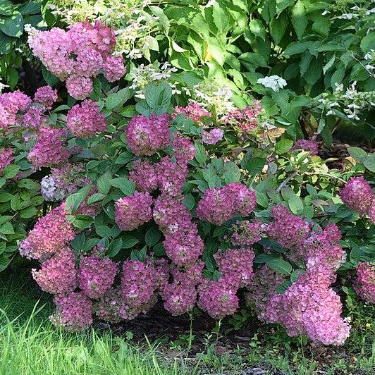 Hydrangea 'Strawberry Sundae'