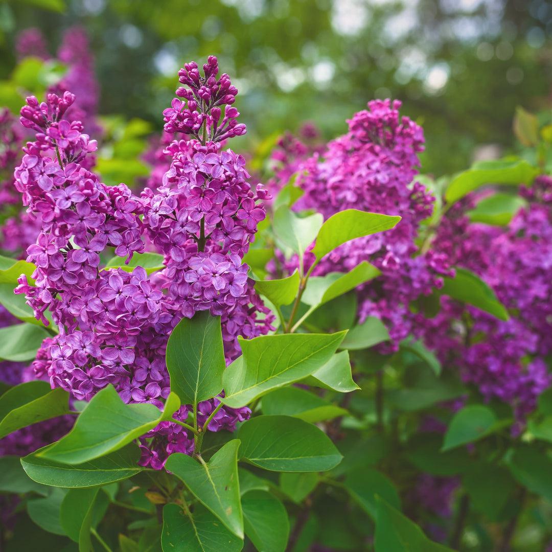 Syringa vulgaris 'Yankee Doodle' ~ Yankee Doodle Lilac