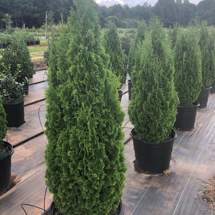 Thuja occidentalis 'DeGroot's Spire' ~ DeGroot's Spire Arborvitae