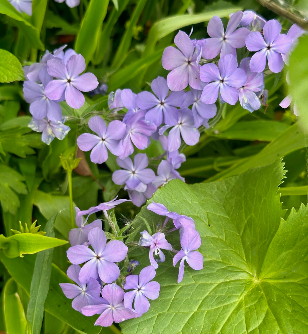 Native Gardening Made Easy + Native Plant Kit