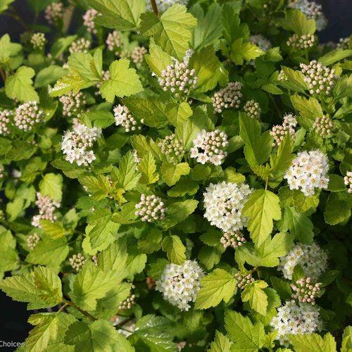 Physocarpus opulifolius 'SMNPOTWG' ~ Tiny Wine® Gold Ninebark