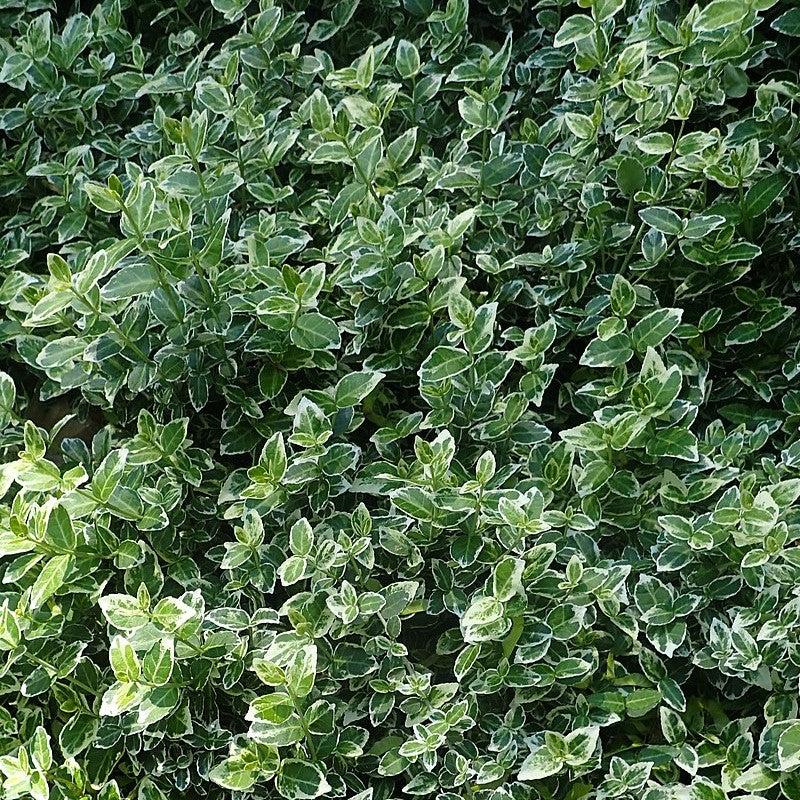 Euonymus fortunei 'Emerald Gaiety' ~ Emerald Gaiety Euonymus