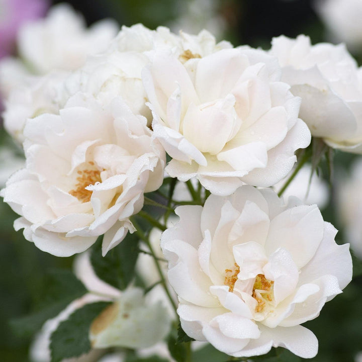 Rosa 'Meiradena' ~ Icecap™ Rose