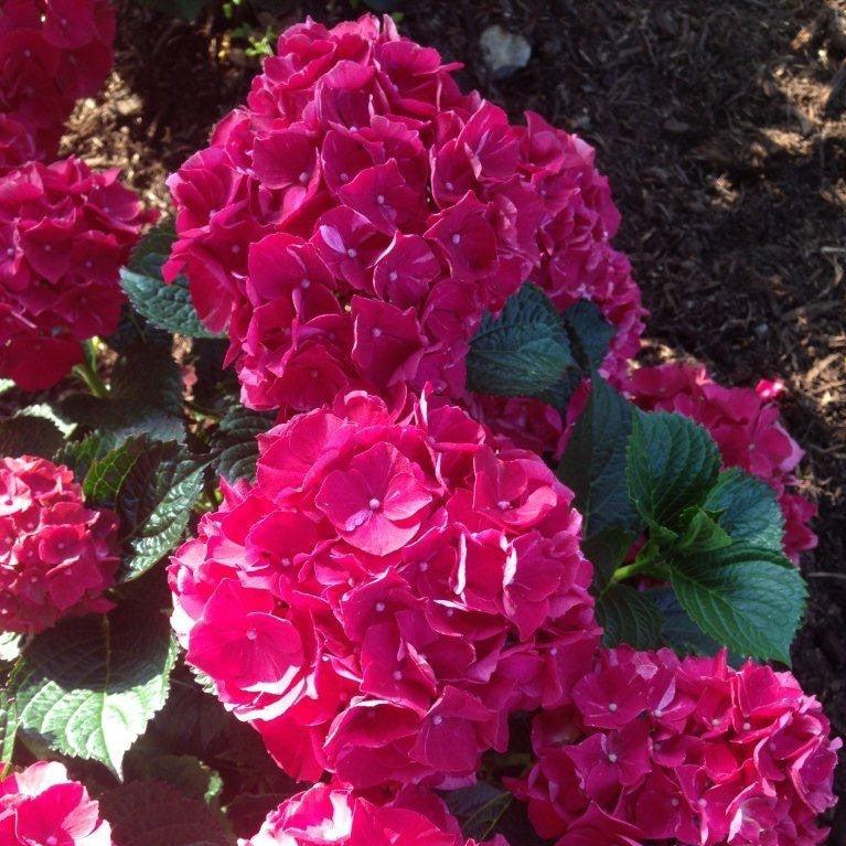 Hydrangea 'Magical Ruby Red'