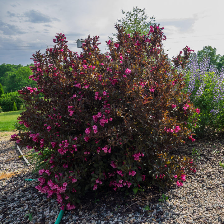 Weigela florida 'Alexandra’ ~ Wine & Roses® Weigela