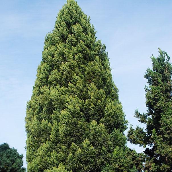 Cryptomeria japonica 'Rein's Dense Jade' ~ Rein's Dense Jade Cryptomeria