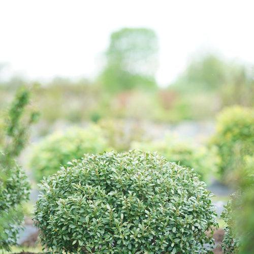 Ilex glabra 'ILEXFARROWTRACEY' ~ Strongbox® Inkberry Holly