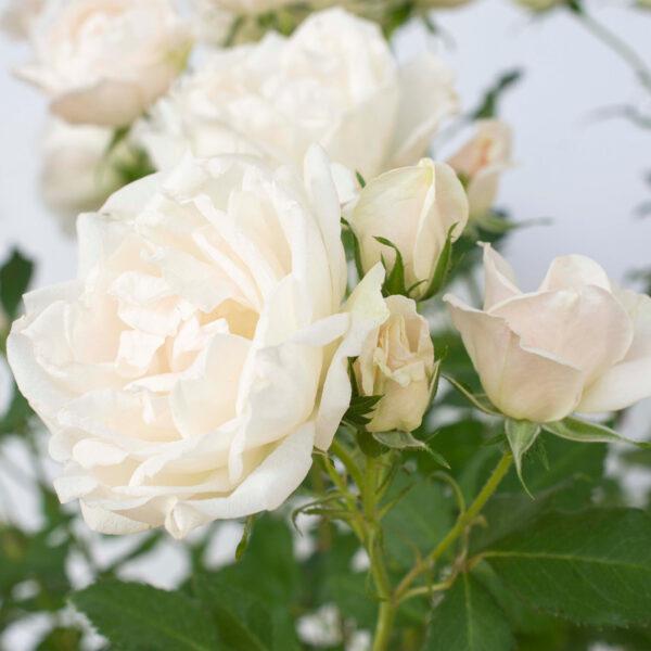 Rosa 'Meiradena' ~ Icecap™ Rose