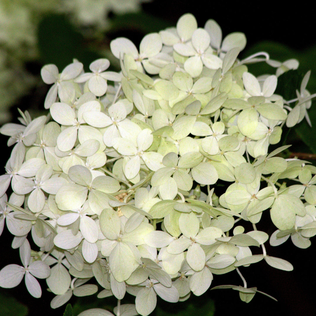 Hydrangea paniculata 'Tardiva' ~ Tardiva Hydrangea