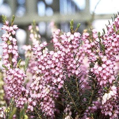 Erica x darleyensis 'Mediterranean Pink' ~ Mediterranean Pink Heath