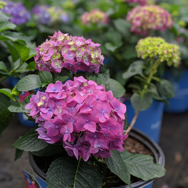 Hydrangea 'E.S. Summer Crush'