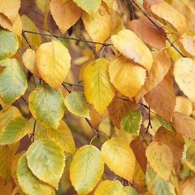 Betula jacquemontii ~ Himalayan Birch