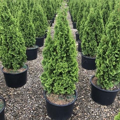 Thuja occidentalis 'DeGroot's Spire' ~ DeGroot's Spire Arborvitae