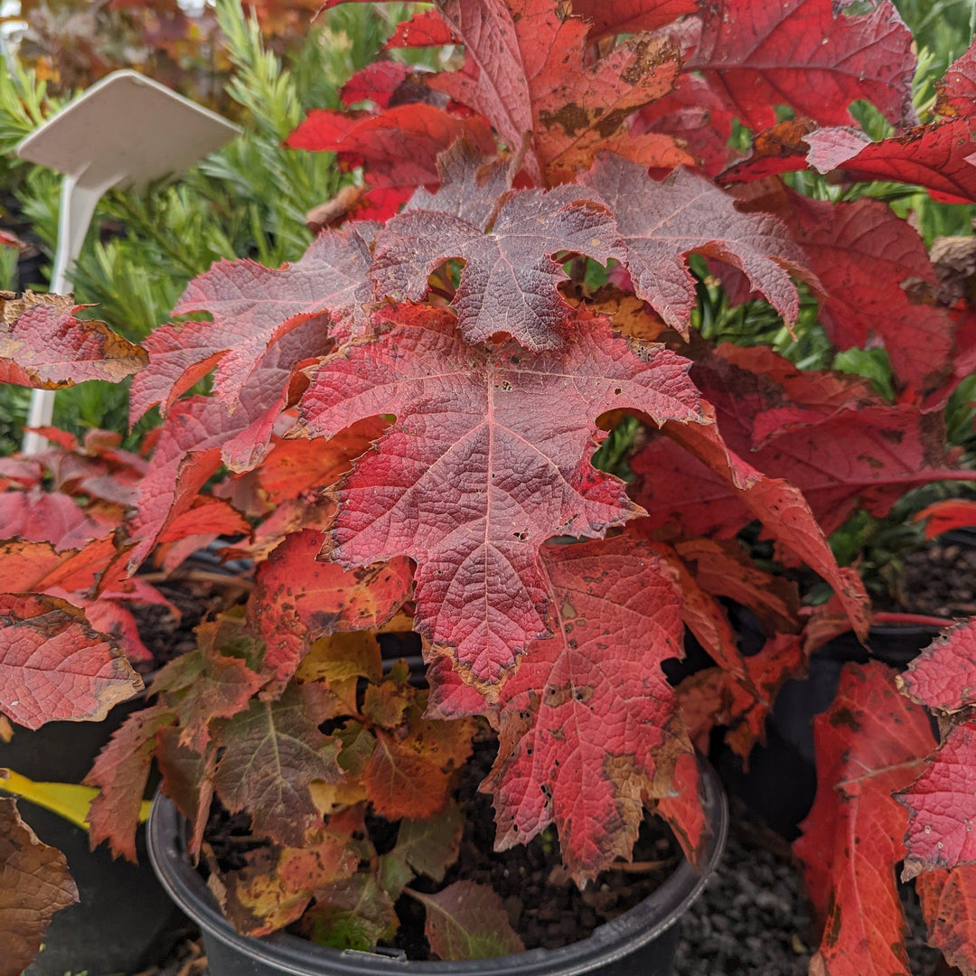 Hydrangea Oakleaf 'Ruby Slippers'