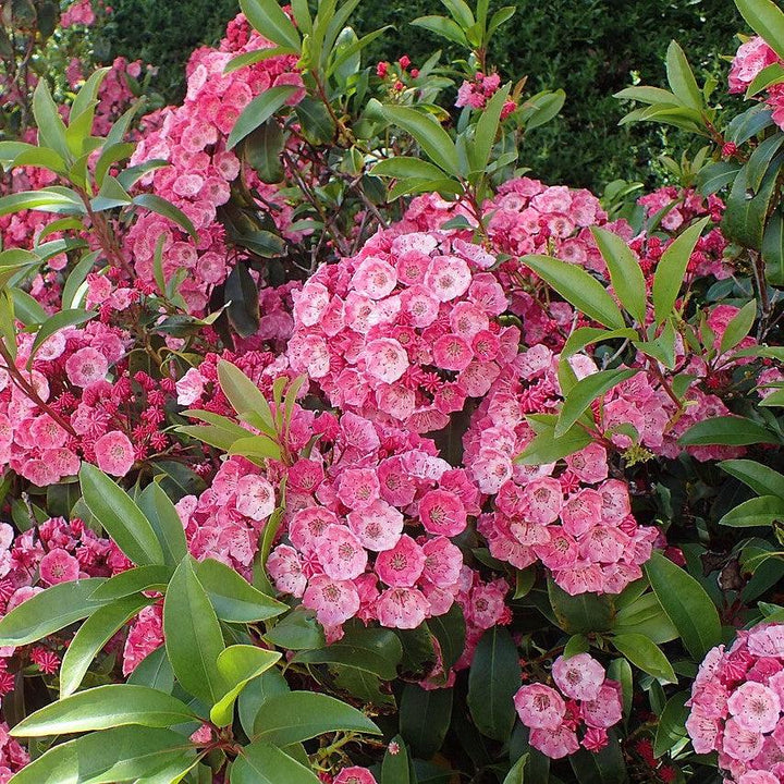 Kalmia latifolia 'Sarah' ~ Sarah Mountain Laurel