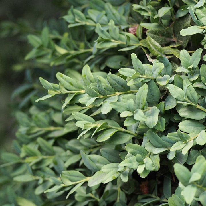 Buxus sempervirens 'Vardar Valley' ~ Vardar Valley Boxwood