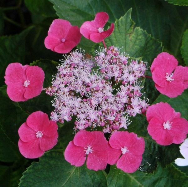 Hydrangea 'Cherry Explosion'