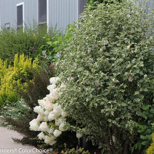 Hibiscus syriacus 'America Irene Scott' ~ Sugar Tip® Rose of Sharon