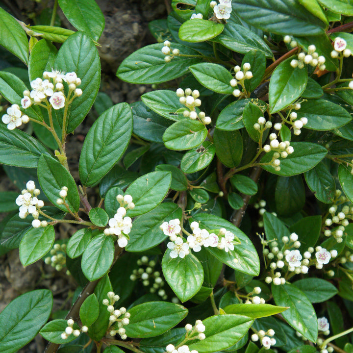 Cotoneaster sal. 'Repandens' ~ Willowleaf Cotoneaster