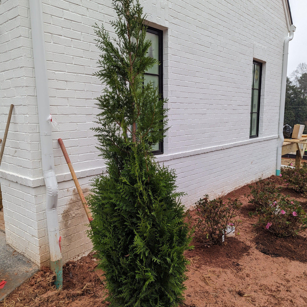 Thuja x 'Steeplechase' ~ Steeplechase Arborvitae