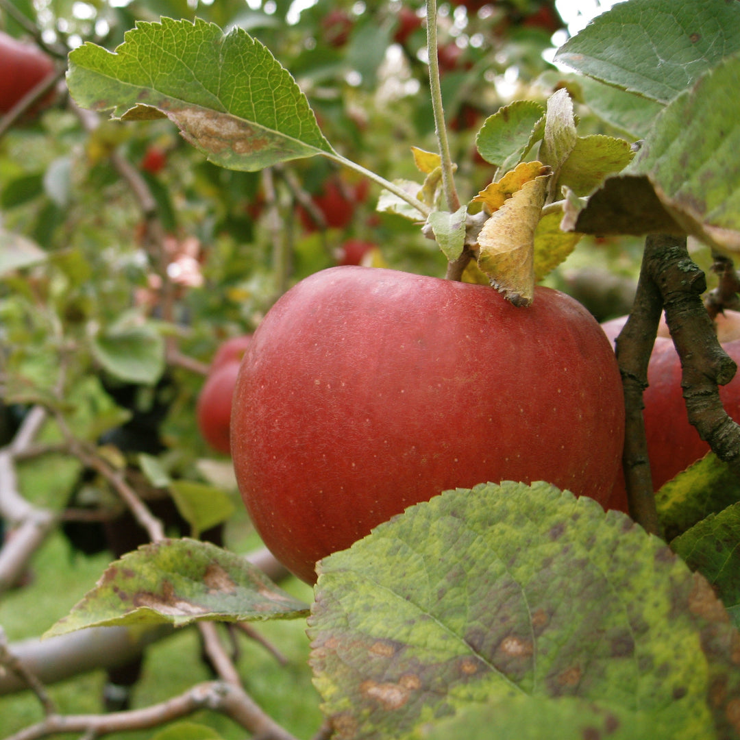 Malus 'Empire' ~ Empire Apple