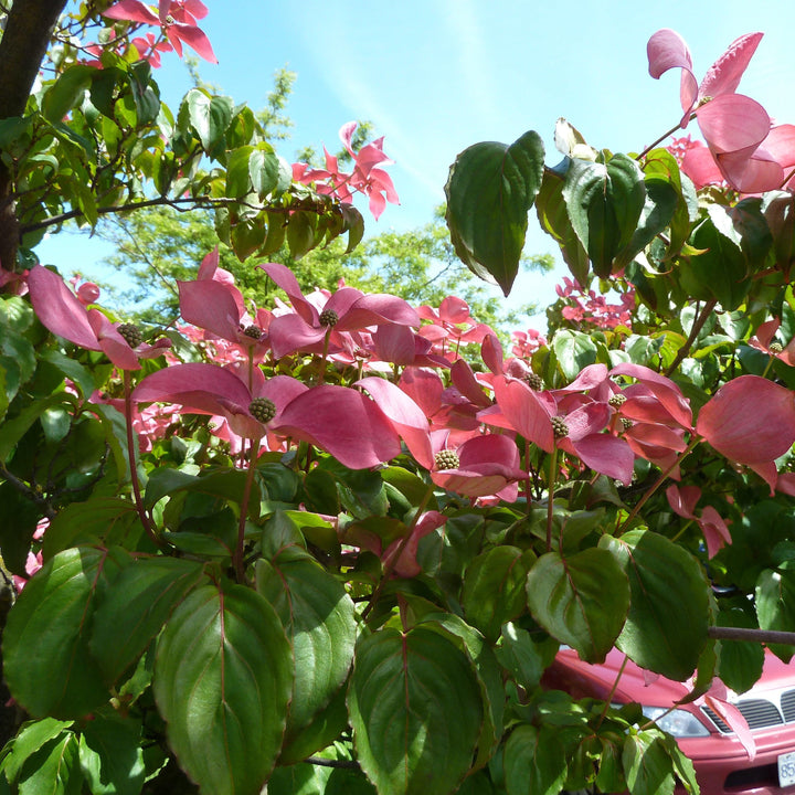 Cornus kousa x 'KNI44-2' ~ Rosy Teacups® Dogwood