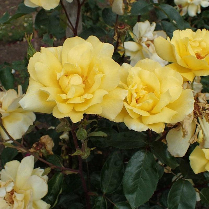 Rosa 'Golden Showers' ~ Golden Showers Rose