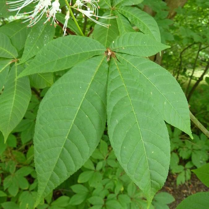 Aesculus parviflora ~ Buckeye Bottlebrush