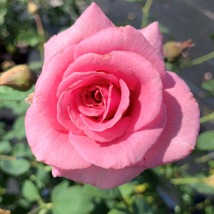 Rosa x 'PNKTER' PP32266 ~ Echo® Brindabella™ Pink Princess Rose