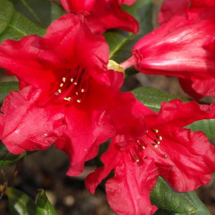 Rhododendron 'Baden Baden' ~ Baden Baden Rhododendron