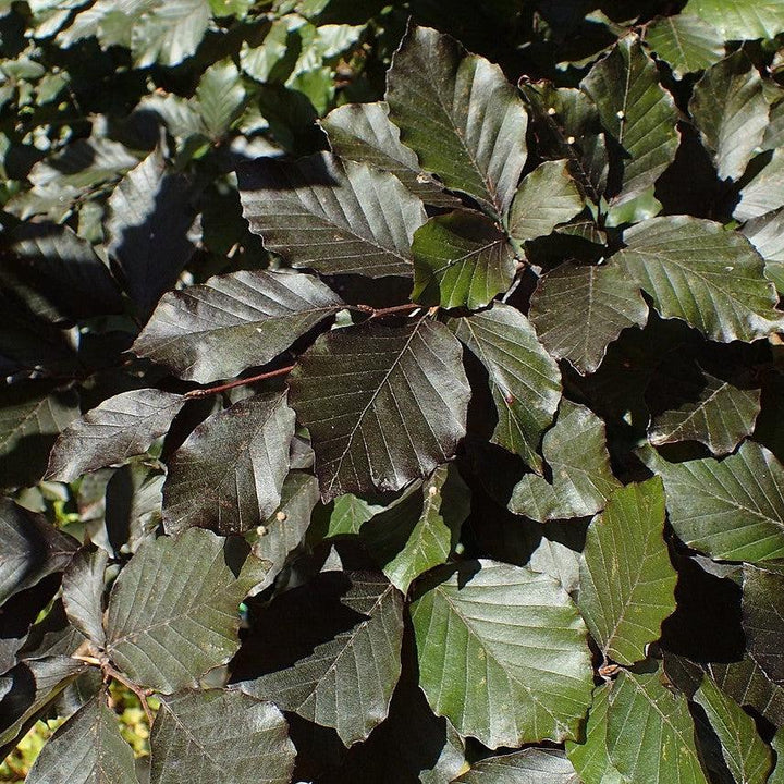 Fagus sylvatica 'Riversii' ~ Rivers Purple Beech